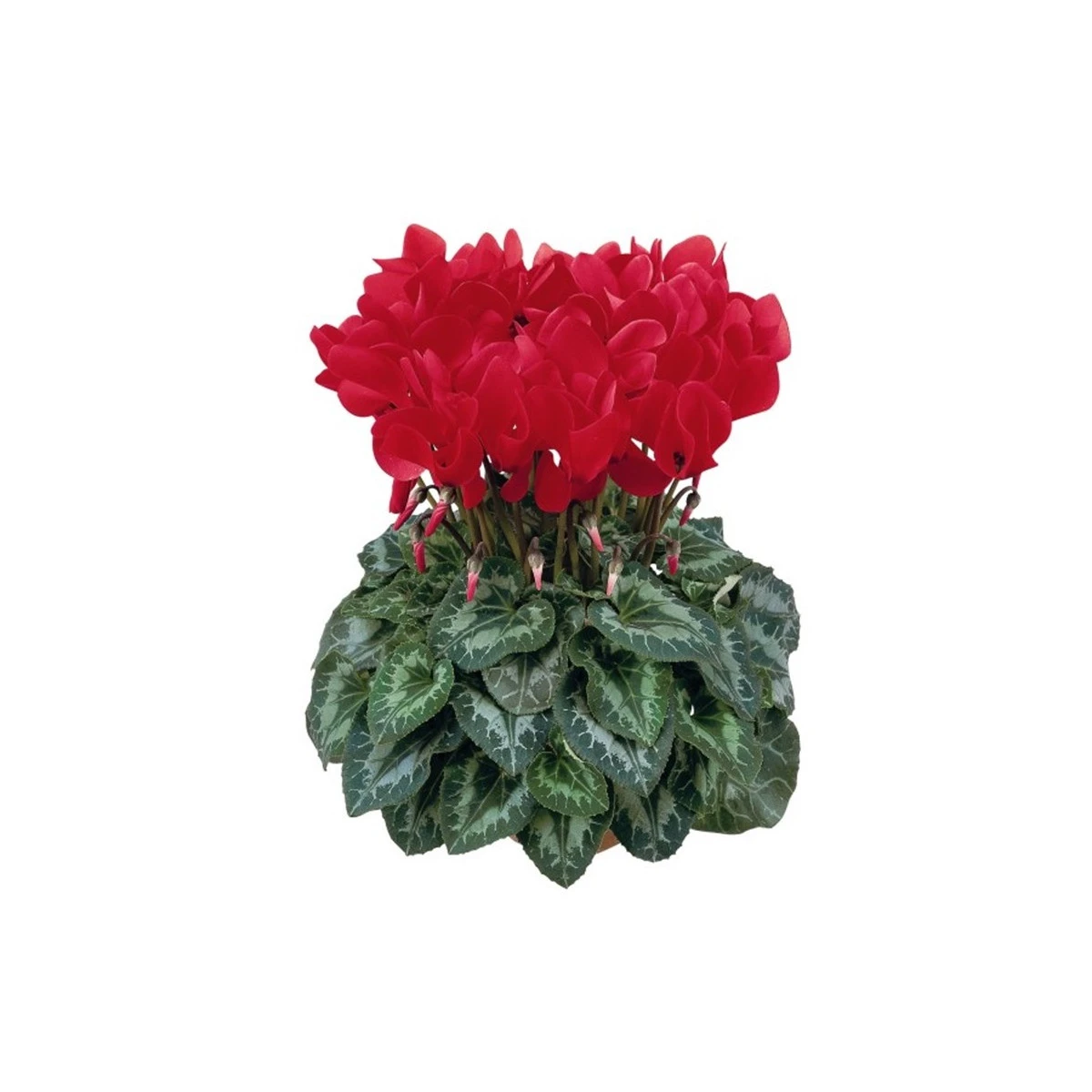 Brambořík perský Halios F1 Bright scarlet - Cyclamen persicum - semena bramboříku - 6 ks