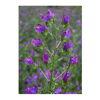 Hadinec jitrocelovitý - Echium plantagineum - semena hadince - 100 ks