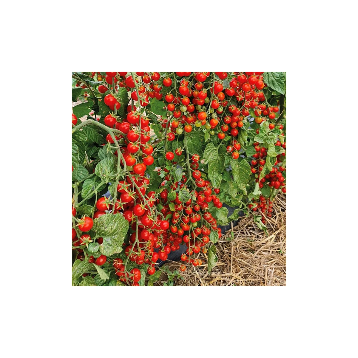 Rajče Perlino červené F1 - Solanum lycopersicum - semena rajčete - 6 ks