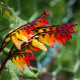 Povíjnice laločnatá Jungle Queen - Ipomoea lobata - semena povíjnice - 15 ks
