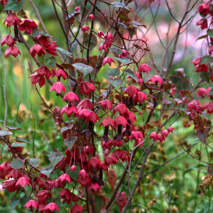 Rodochiton Purple Bells - Rhodochiton atrosanguineus - semena rodochitonu - 6 ks