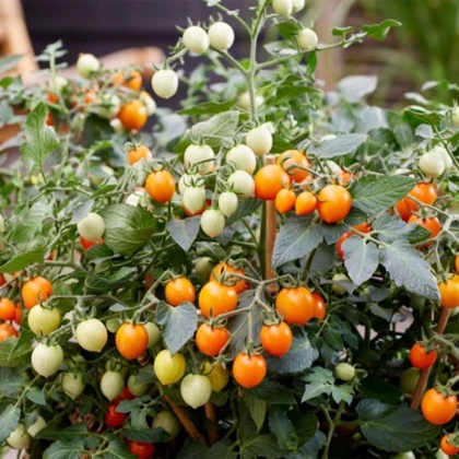 Rajče Tiny Temptations Orange F1 PhR - Solanum lycopersicum - semena rajčete - 5 ks