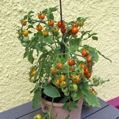 Rajče Tiny Temptations Orange F1 PhR - Solanum lycopersicum - semena rajčete - 5 ks