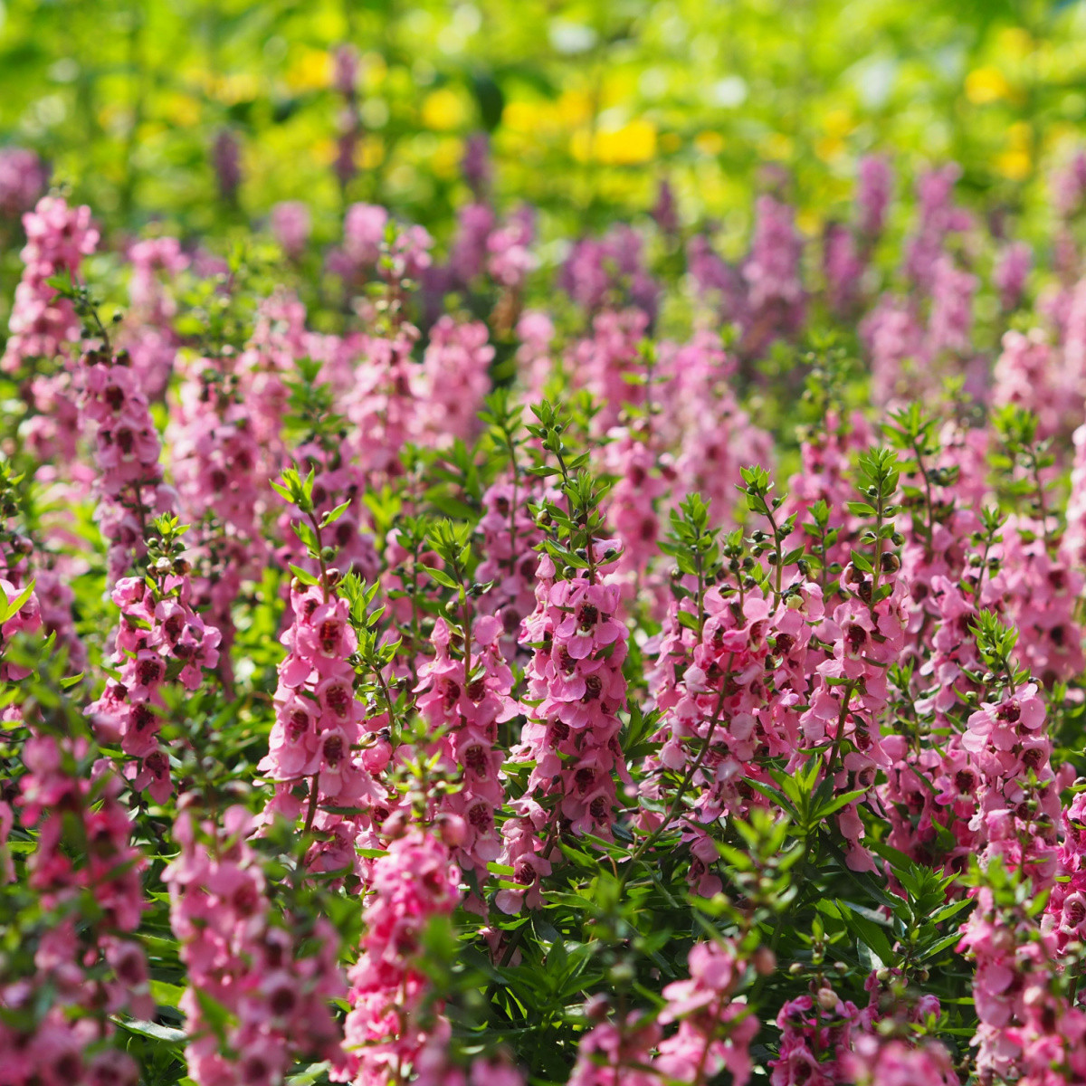 Angelonie úzkolistá Serenita pink - Angelonia angustifolia - semena angelonie - 6 ks