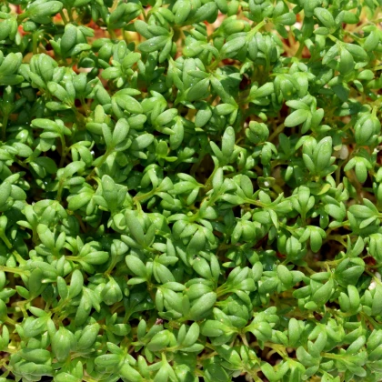 BIO Řeřicha Sprint - Lepidium sativum - semena řeřichy - 120 ks