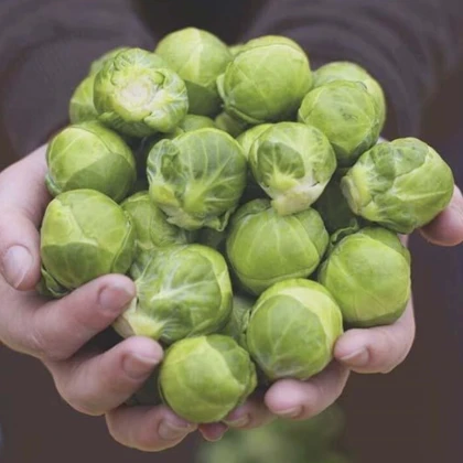BIO Kapusta růžičková Hemera F1 - Brassica oleracea - semena kapusty - 20 ks