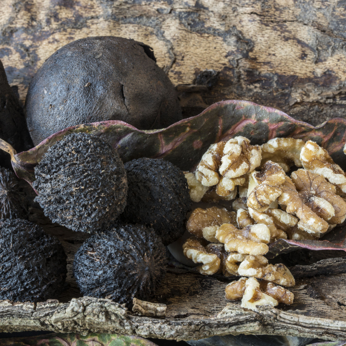 Ořešák černý - Juglans nigra - semena ořešáku - 2 ks