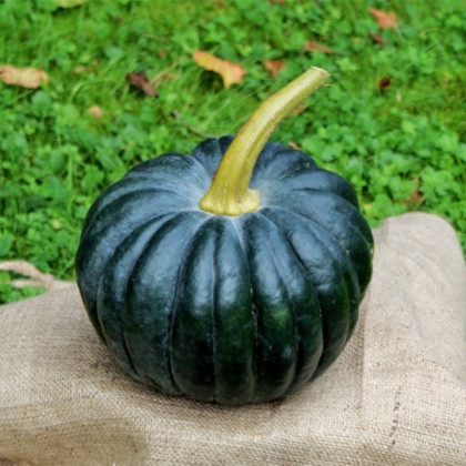 BIO Dýně Black Futsu - Cucurbita moschata - bio semena dýně - 7 ks