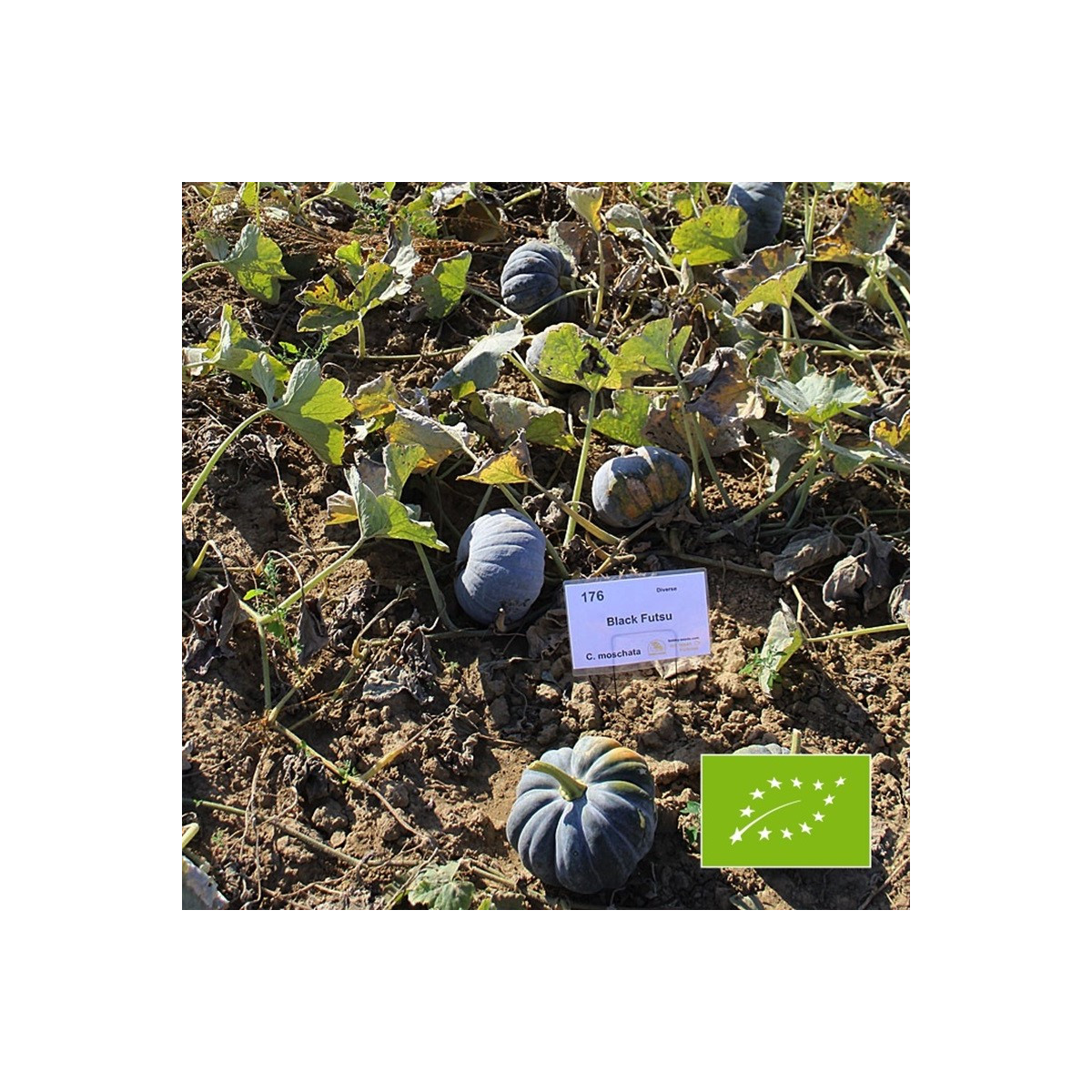 BIO Dýně Black Futsu - Cucurbita moschata - bio semena dýně - 7 ks