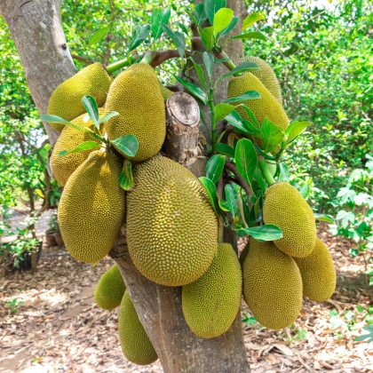 Chlebovník různolistý - Artocarpus heterophyllus - semena chlebovníku - 2 ks