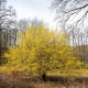 Dřín obecný - Cornus mas - semena dřínu - 3 ks