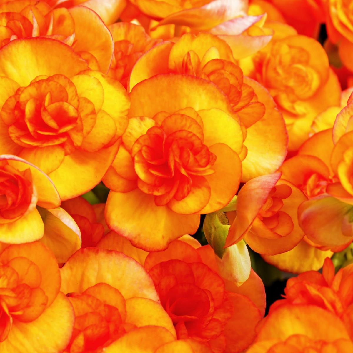 Begonie Picottee oranžová - Begonia - hlízy begonie - 2 ks