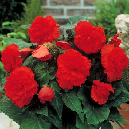 Begonie třepenitá červená - Begonia fimbriata - hlízy begonie - 2 ks
