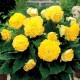 Begonie třepenitá žlutá - Begonia fimbriata - hlízy begonie - 2 ks