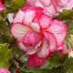 Begonie Pink Balcony - Begonia tuberhybrida - hlízy begonie - 2 ks
