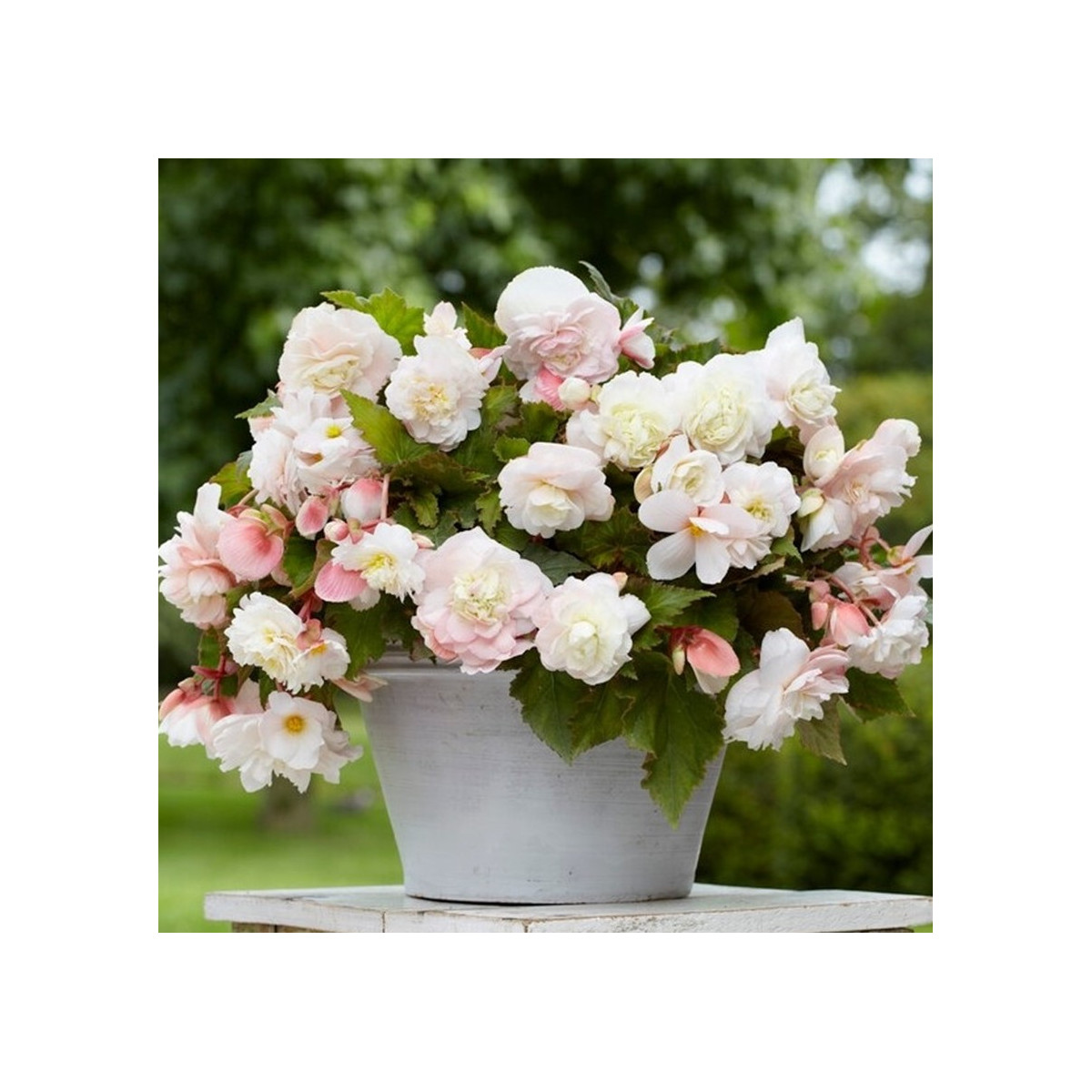 Begonie Angelique - Begonia odorata - hlízy begonie - 2 ks