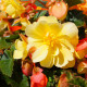 Begonie Sunny Dream - Begonia odorata - hlízy begonie - 2 ks