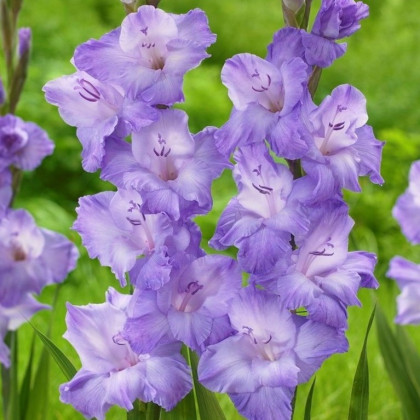 Gladiol Milka - Gladiolus - hlízy mečíku - 3 ks