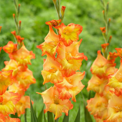 Gladiol Sunshine - Gladiolus - hlízy mečíku - 3 ks