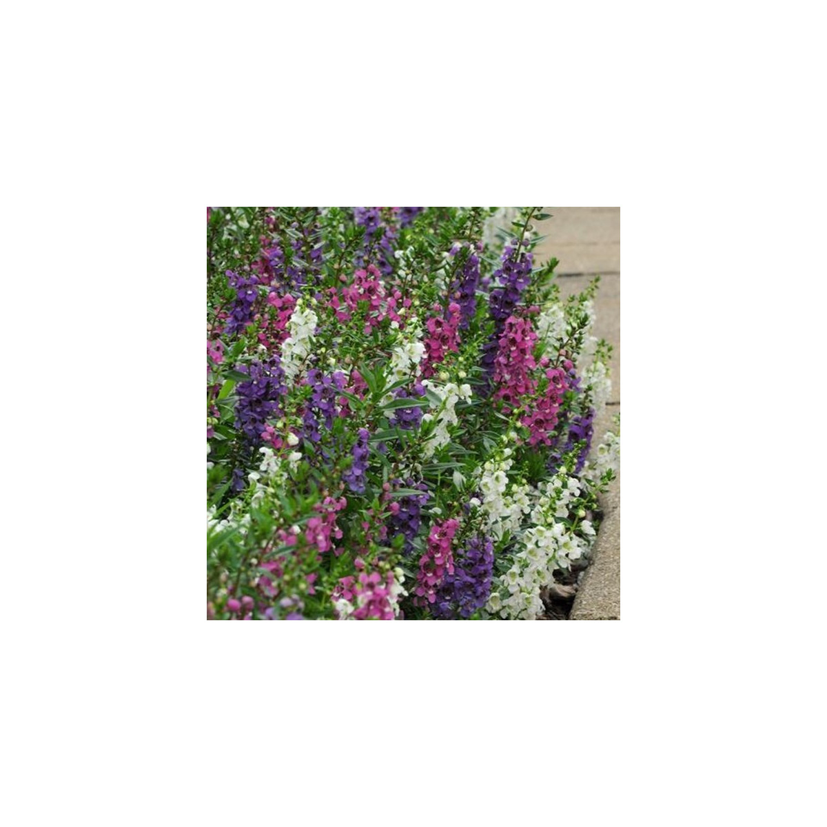 Angelonie směs barev - Angelonia angustifolia - semena angelonie - 6 ks