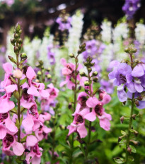 Mieszanka kolorów Angelonia - Angelonia angustifolia - nasiona angelonii - 6 szt.