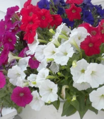 Petúnie Picobella směs barev F1 - Petunia mill. - semena petúnie - 15 ks