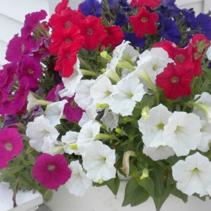 Petúnie Picobella směs barev F1 - Petunia mill. - semena petúnie - 15 ks