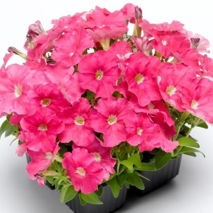 Petúnie Picobella růžová F1 - Petunia mill. - semena petúnie - 15 ks