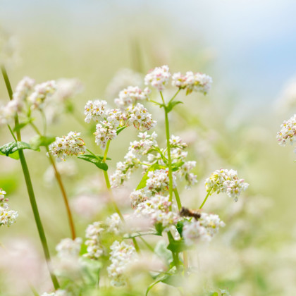 Zelené hnojení - pohanka - semena - 50 g