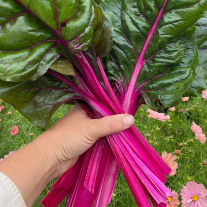Mangold Magenta Sunset - Beta vulgaris - semena mangoldu - 30 ks