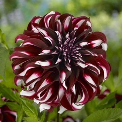Jiřinka Tartan - Dahlia - hlízy jiřinky - 1 ks