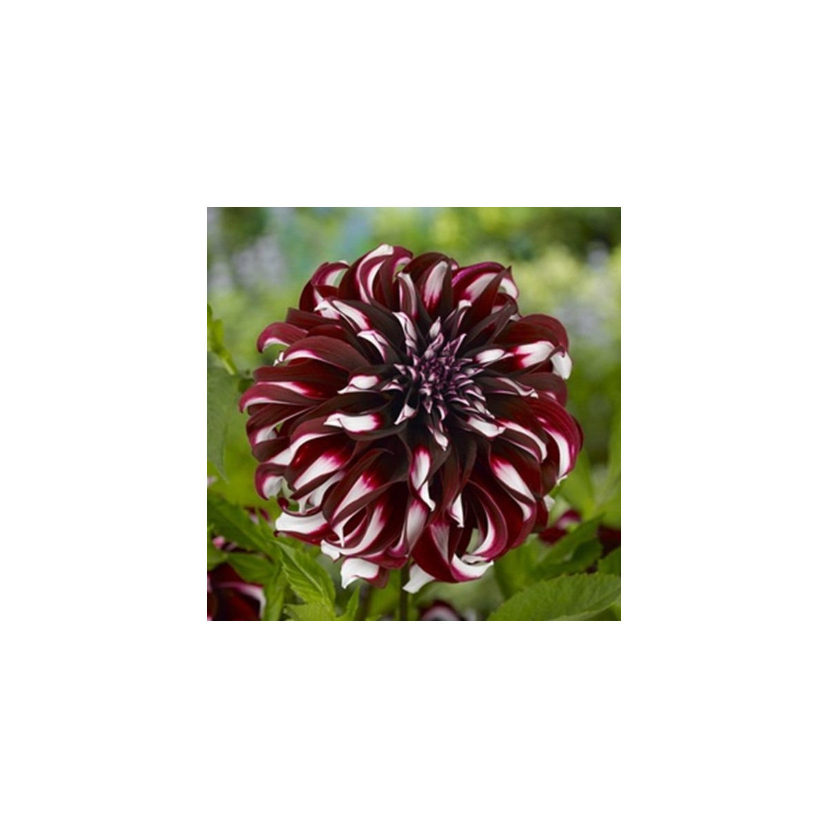 Jiřinka Tartan - Dahlia - hlízy jiřinky - 1 ks