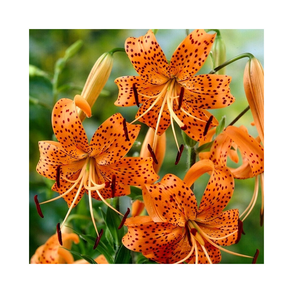 Lilie Tigrinum - Lilium - cibule lilie - 1 ks