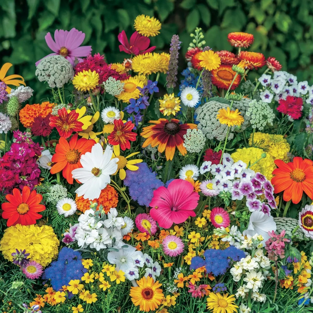 Směs pro chalupářské záhony - výsevný pásek - 15x150 cm