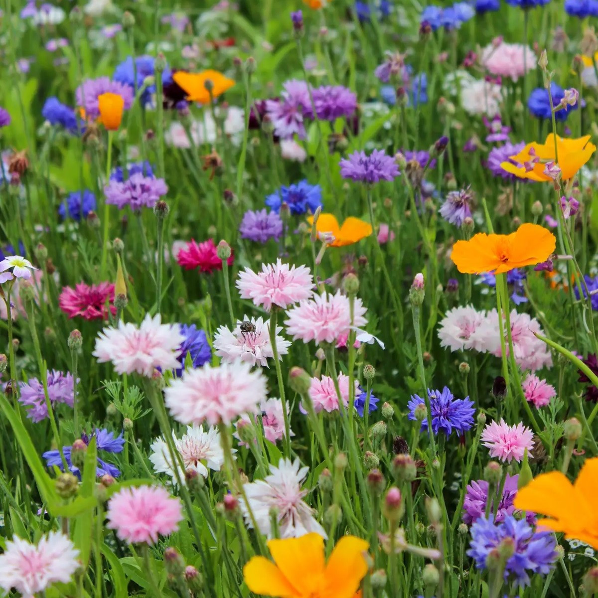 Směs letniček Karneval - výsevný pásek - 15x150 cm