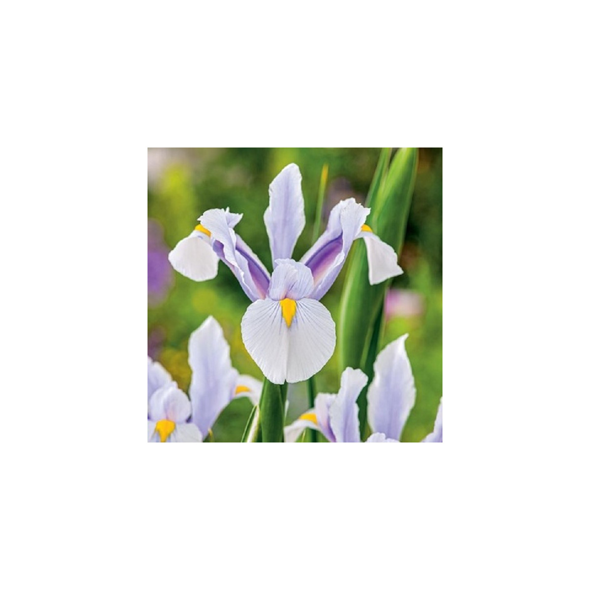 Kosatec holandský Carmen - Iris hollandica - cibulky kosatce - 3 ks