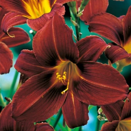 Denivka Black Prince - Hemerocallis - hlízy denivky - 1 ks