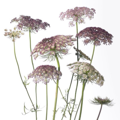 Okrasná mrkev Dara - Daucus carota - semena mrkve - 20 ks