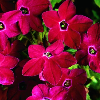 Tabák Saratoga červený F1 - Nicotiana x alata - semena tabáku - 30 ks