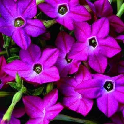 Tabák Saratoga růžový F1 - Nicotiana alata - semena tabáku - 30 ks