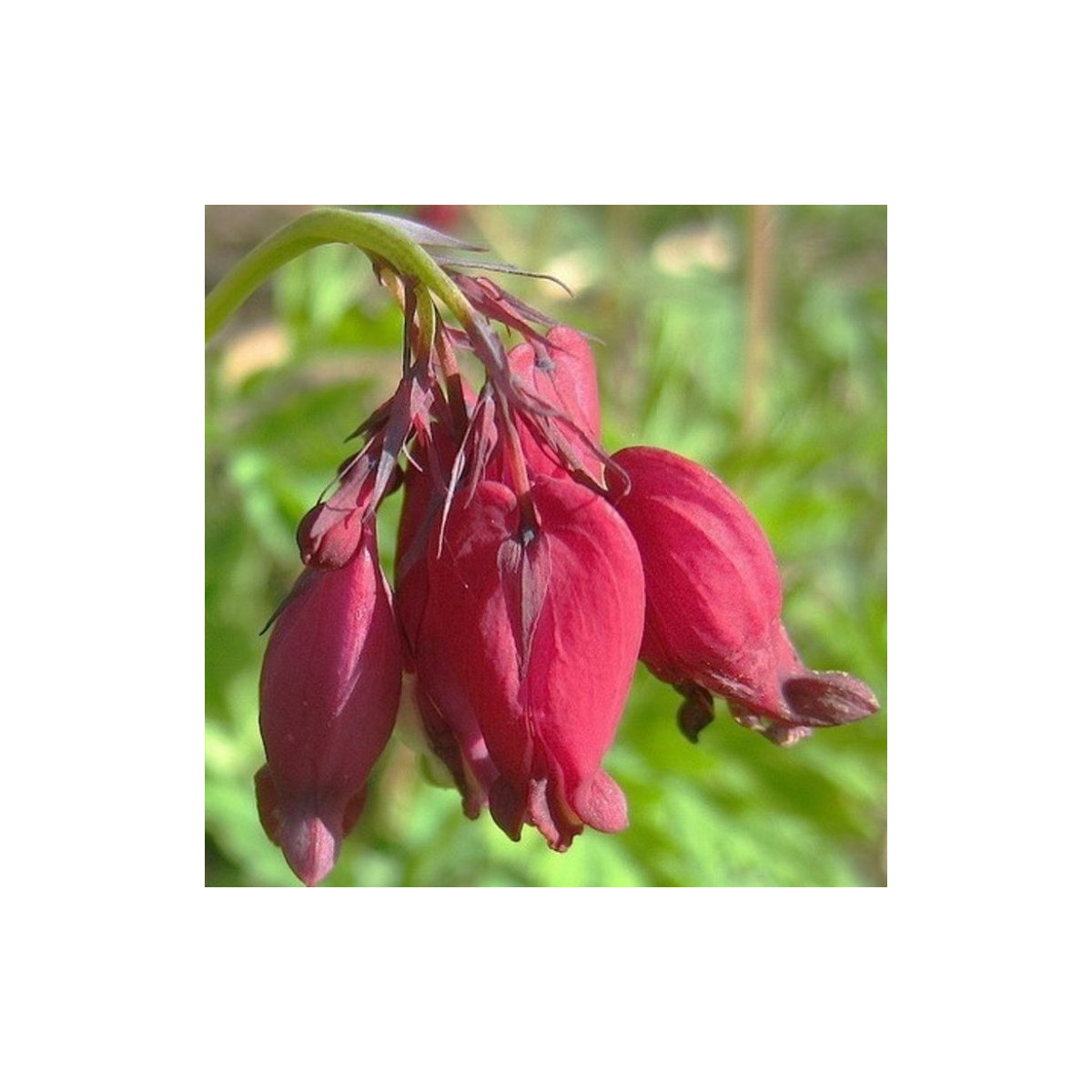 Srdcovka formosa Bacchannal - Dicentra formosa - hlízy srdcovky - 1 ks