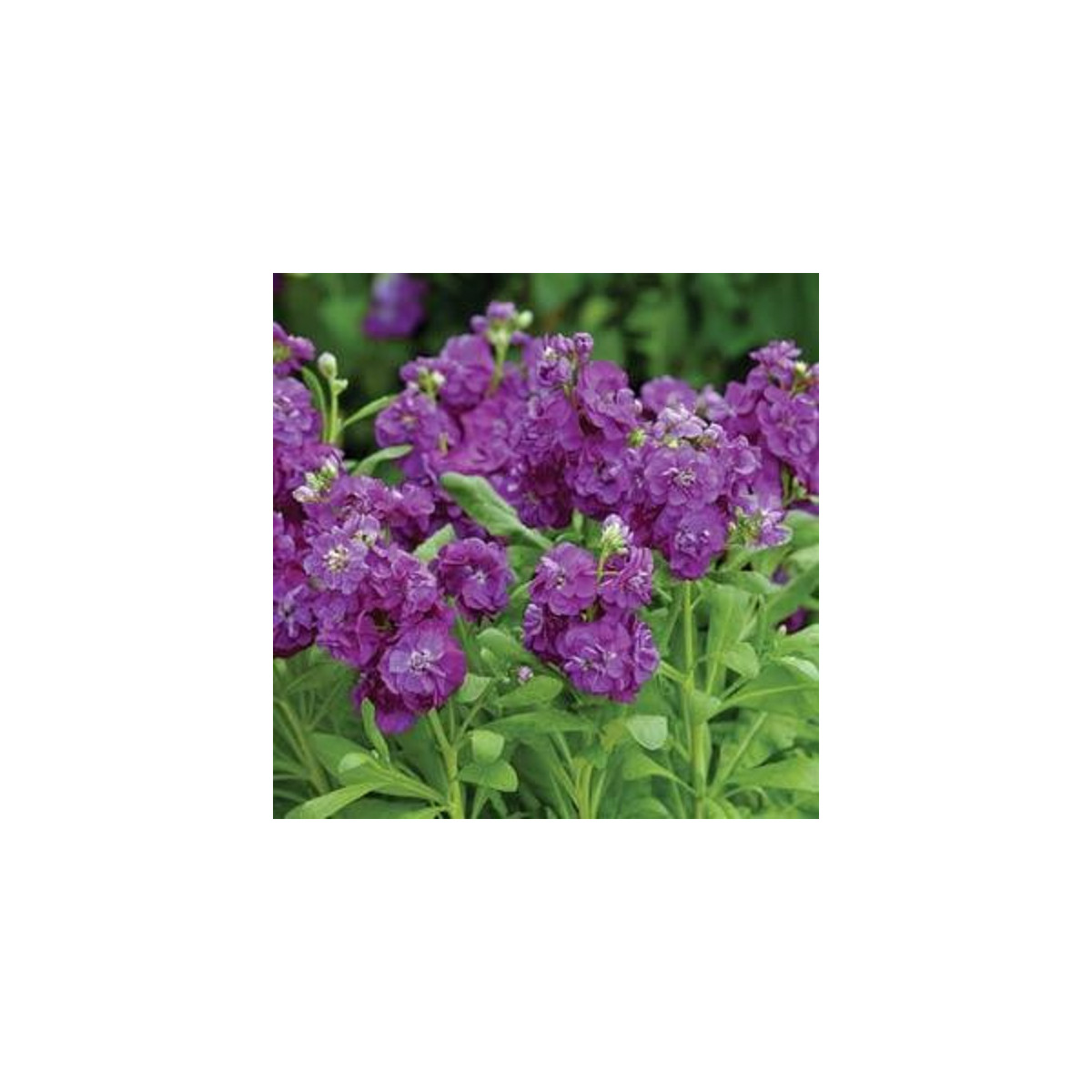 Fiala Hot cakes - Matthiola incana - semena fialy - 40 ks