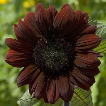 Slunečnice roční Claret - Helianthus annuus - semena slunečnice - 10 ks