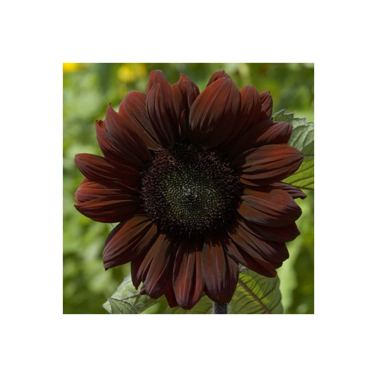 Slunečnice roční Claret - Helianthus annuus - semena slunečnice - 10 ks