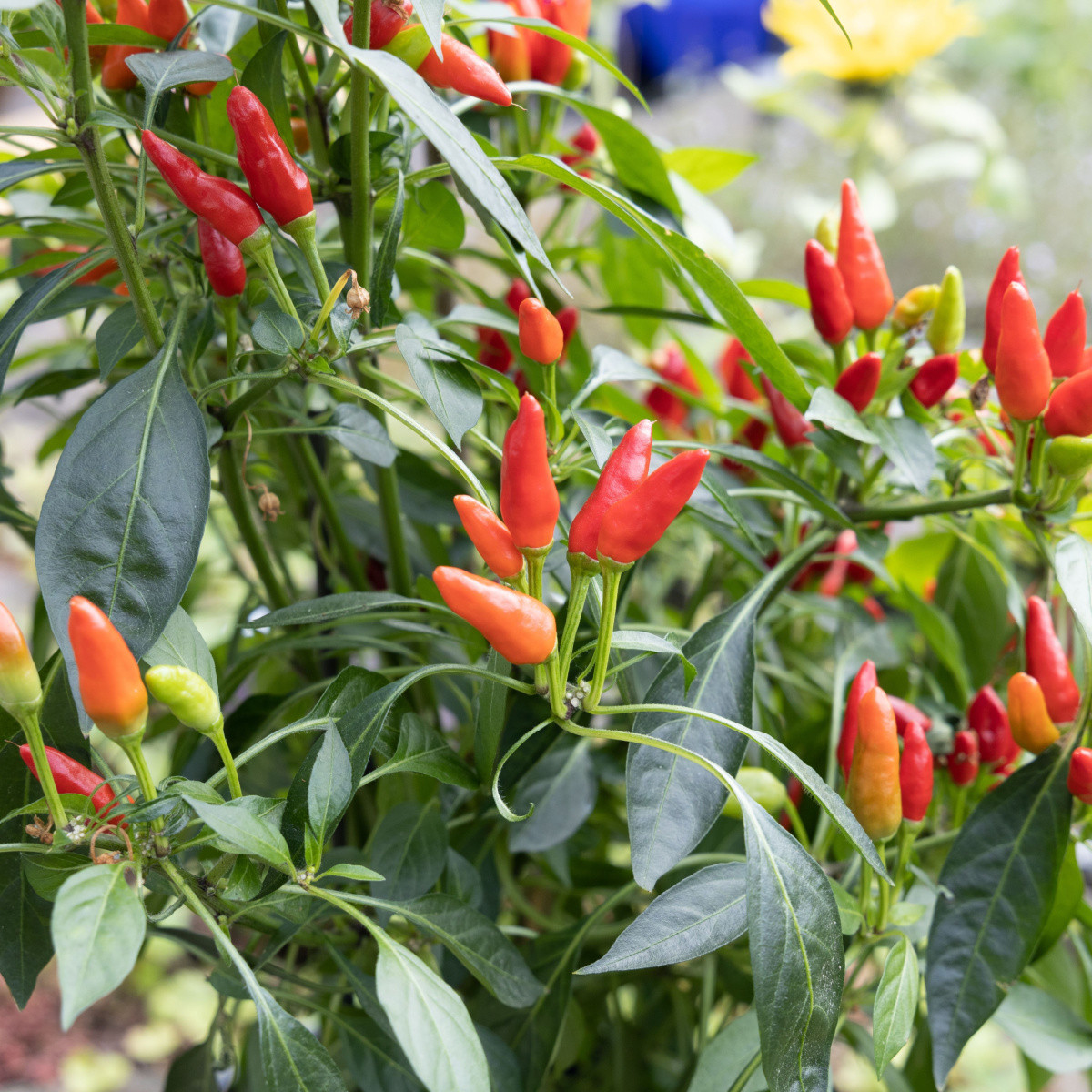 Chillii Thai Hot Birds Eye - Capsicum annuum - semena chilli - 6 ks