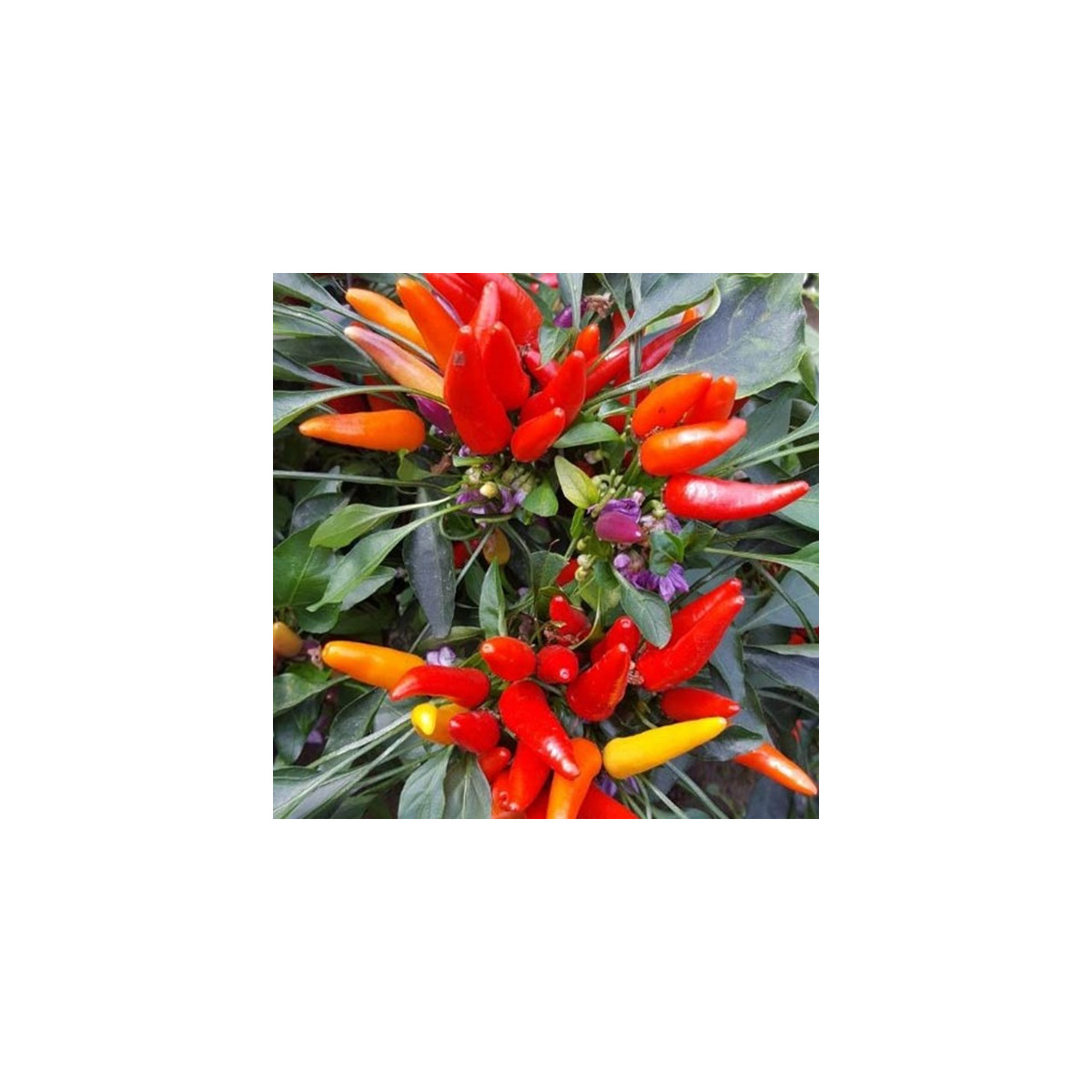 Chilli Rainbow fire - Capsicum frutescens - semena chilli - 6 ks