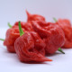 Chilli Apocalypse Red - Capsicum chinense - semena chilli - 5 ks