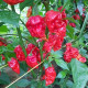 Chilli Apocalypse Red Chili - Capsicum chinense - semena chilli - 5 ks