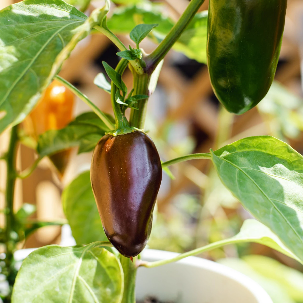 Chilli Jalapeno Brown - Capsicum annuum - semena chilli - 5 ks