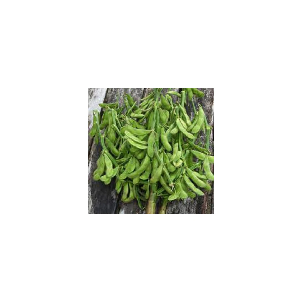 BIO Sója Edamame Chiba Green - Glycine max - bio semena sóji - 20 ks